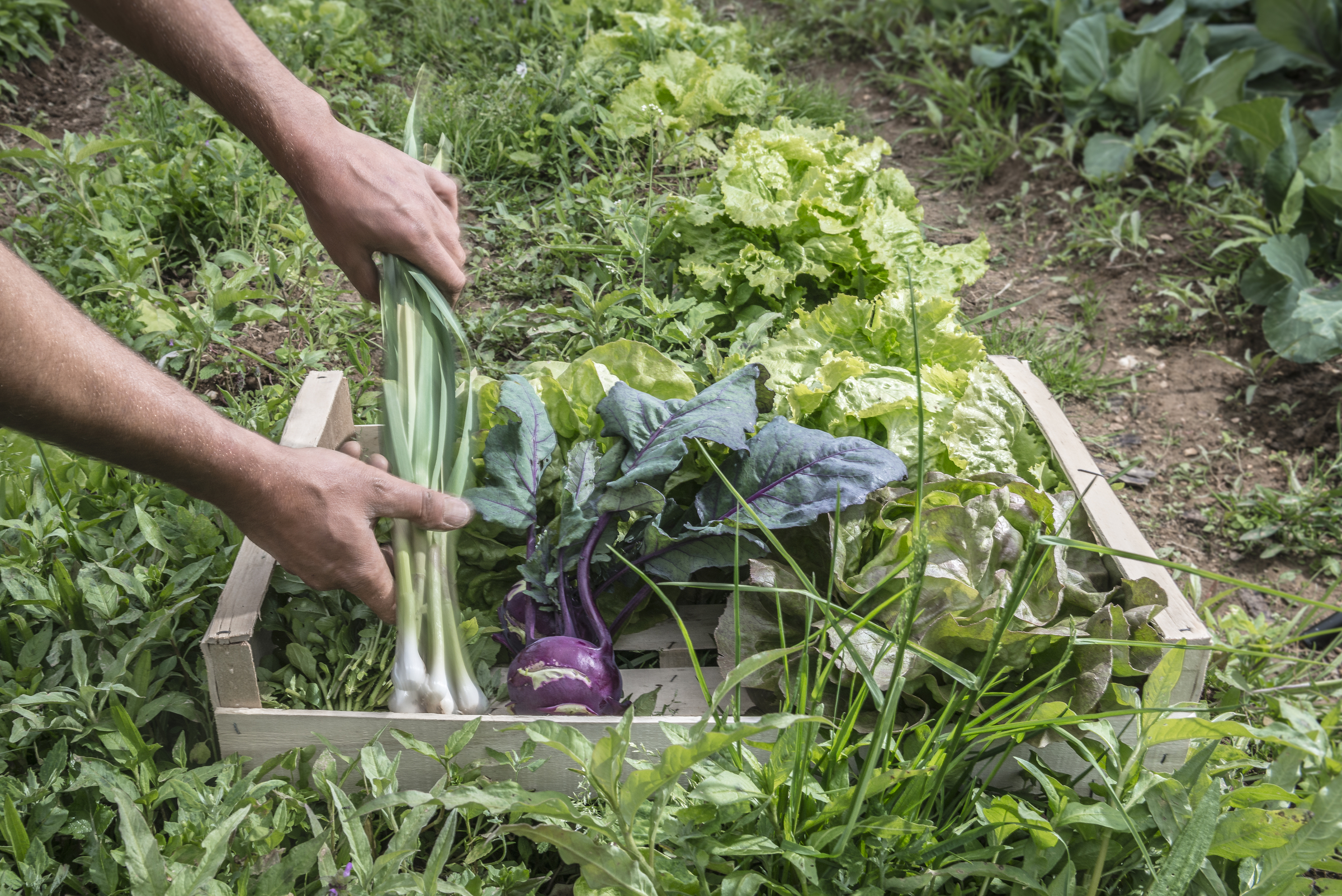 panier de légumes